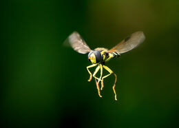 Hoverfly