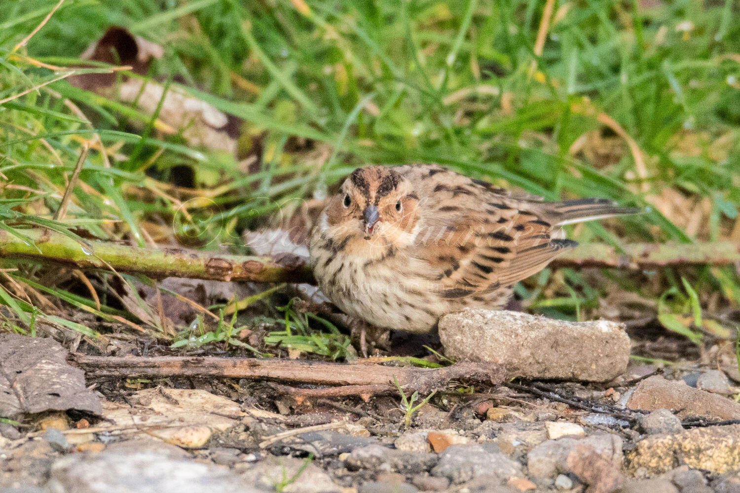 Little Bunting