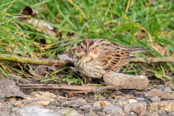 Little Bunting