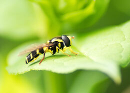 Hoverfly