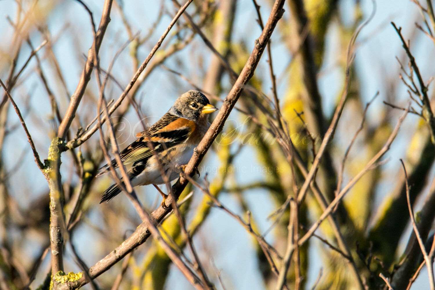 Brambling (Male)