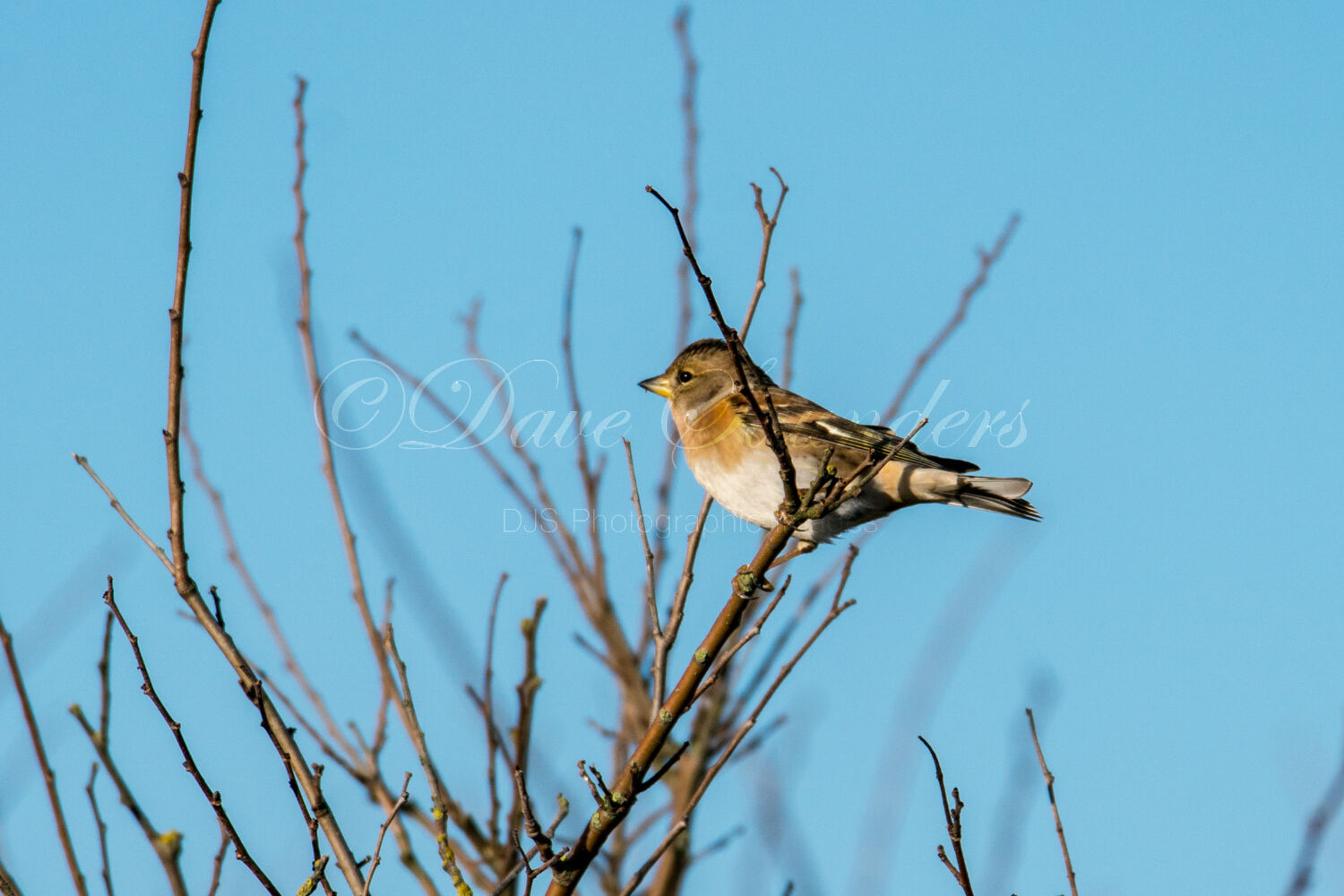 Brambling (Female)