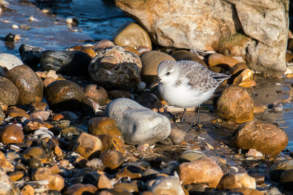 Sanderling (Winter plumage)
