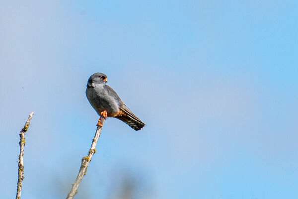 Red-footed Falcon (Adult male)