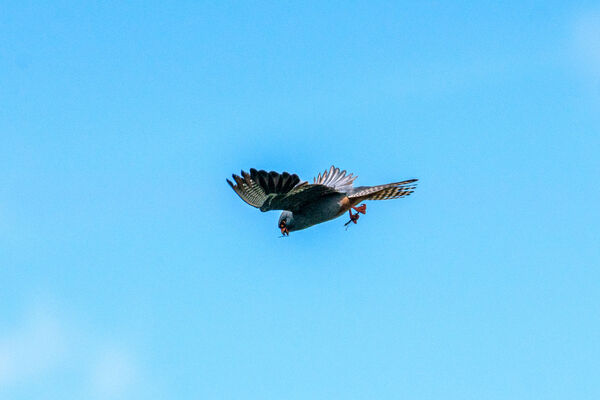 Red-footed Falcon (Adult Male)