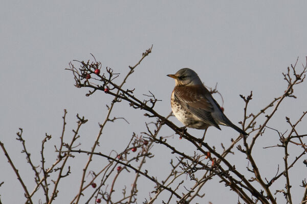Fieldfare