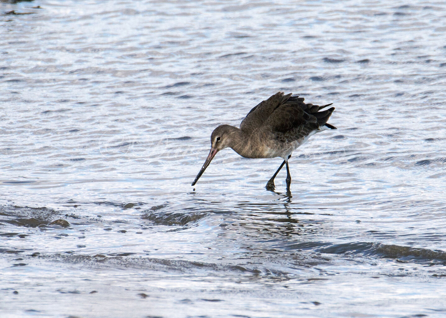 Black Tailed Godwit