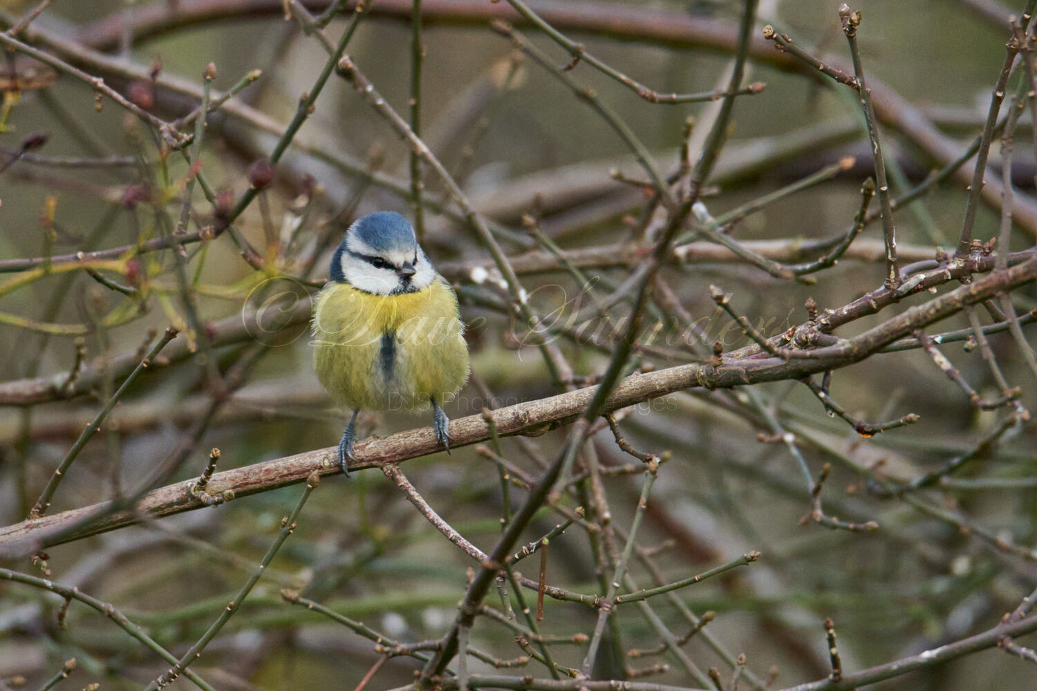 Blue Tit