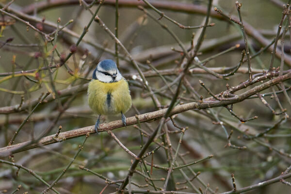 Blue Tit