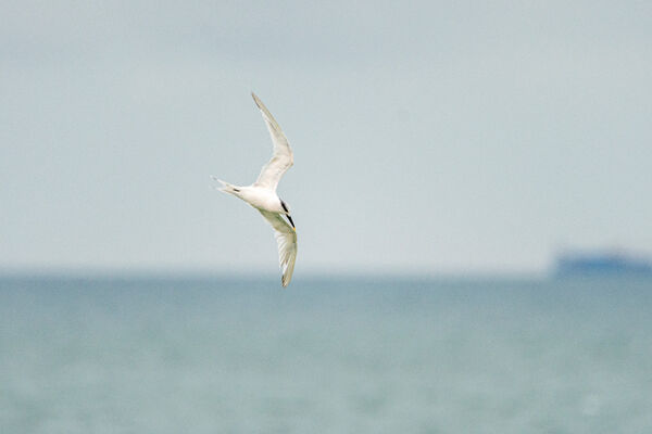 Sandwich Tern