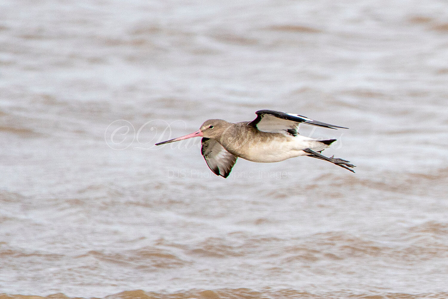 Black Tailed Godwit