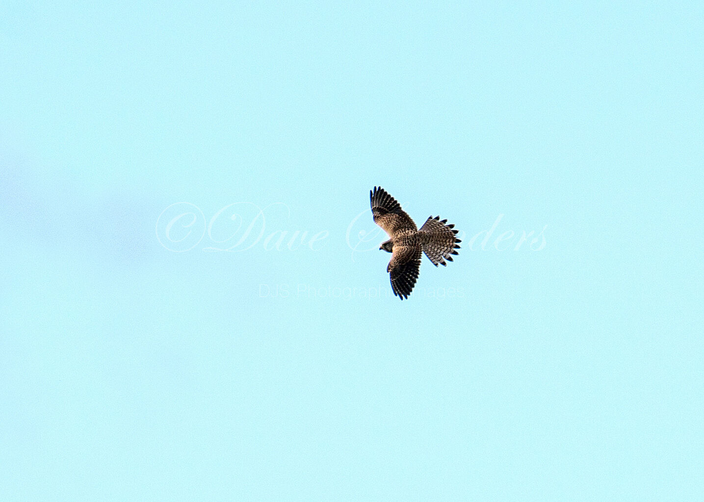 Kestrel in flight