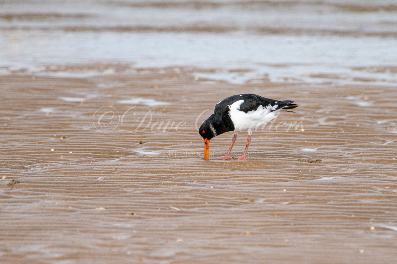 Oyster Catcher