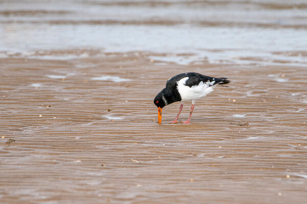 Oyster Catcher