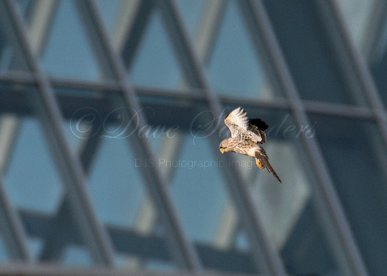 Kestrel hovering