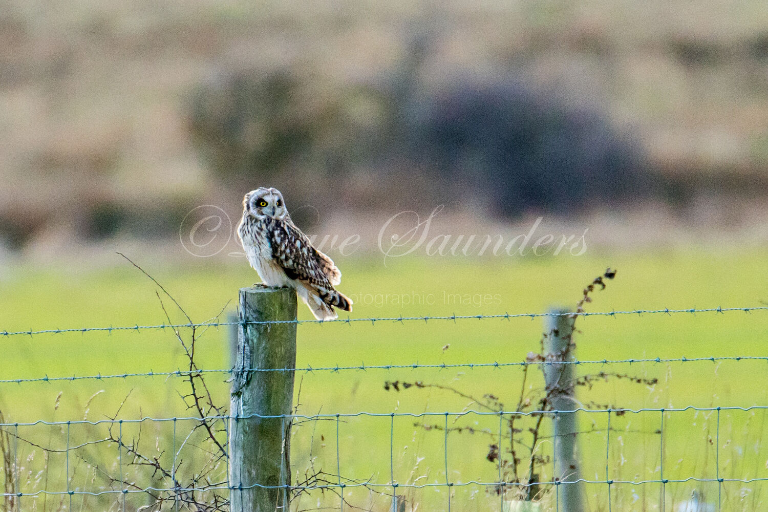 Short Eared Owl
