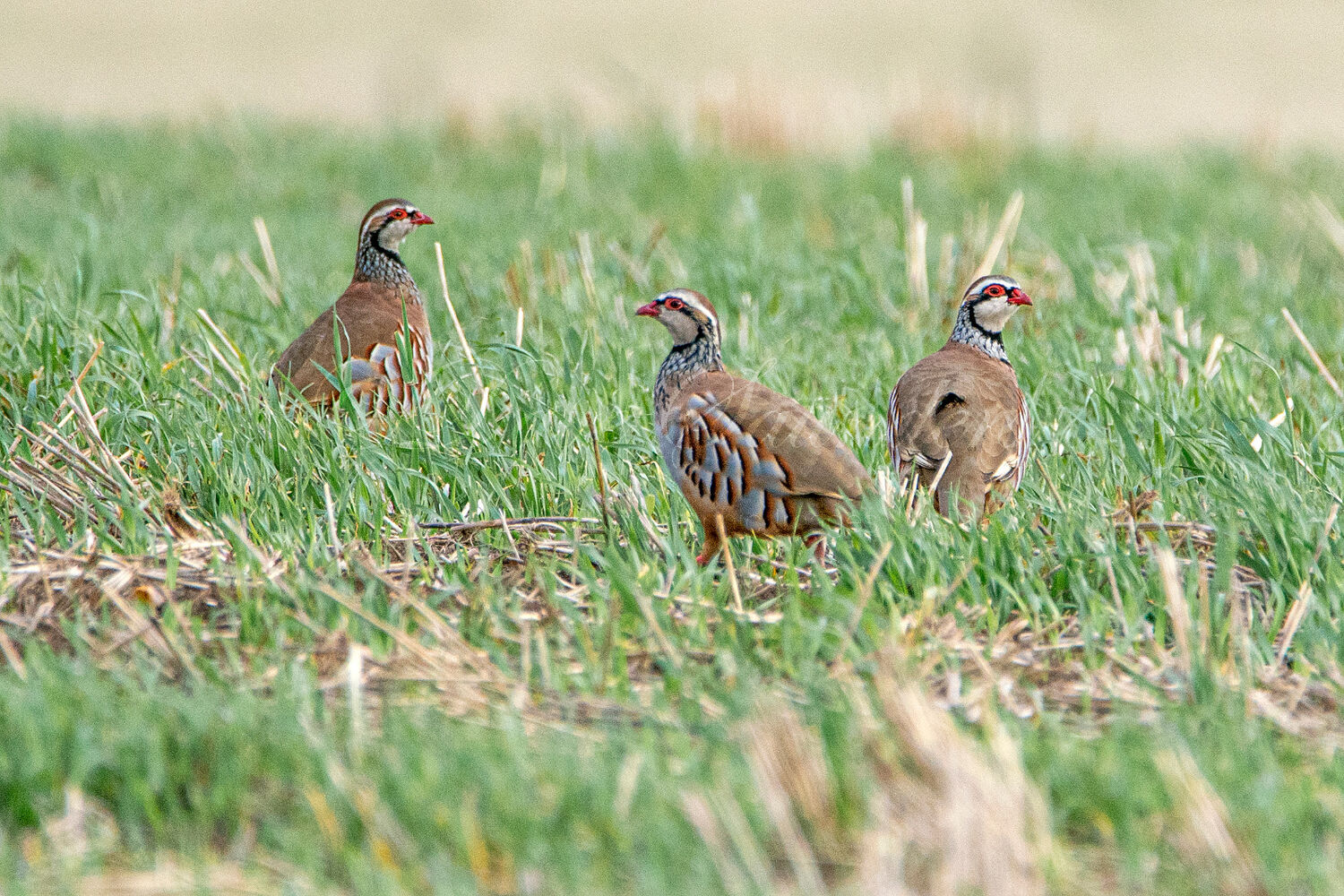 Red Legged Partridge