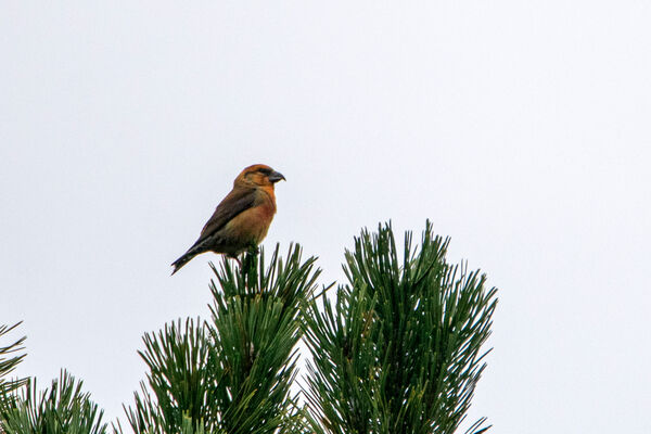 Crossbill (Male)