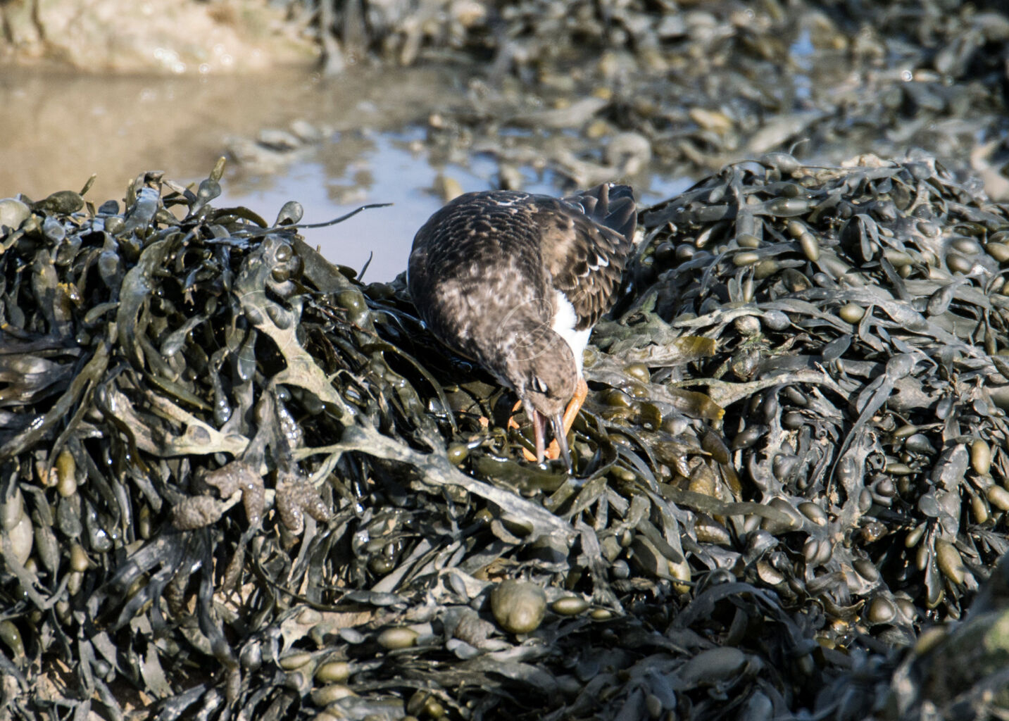 Turnstone