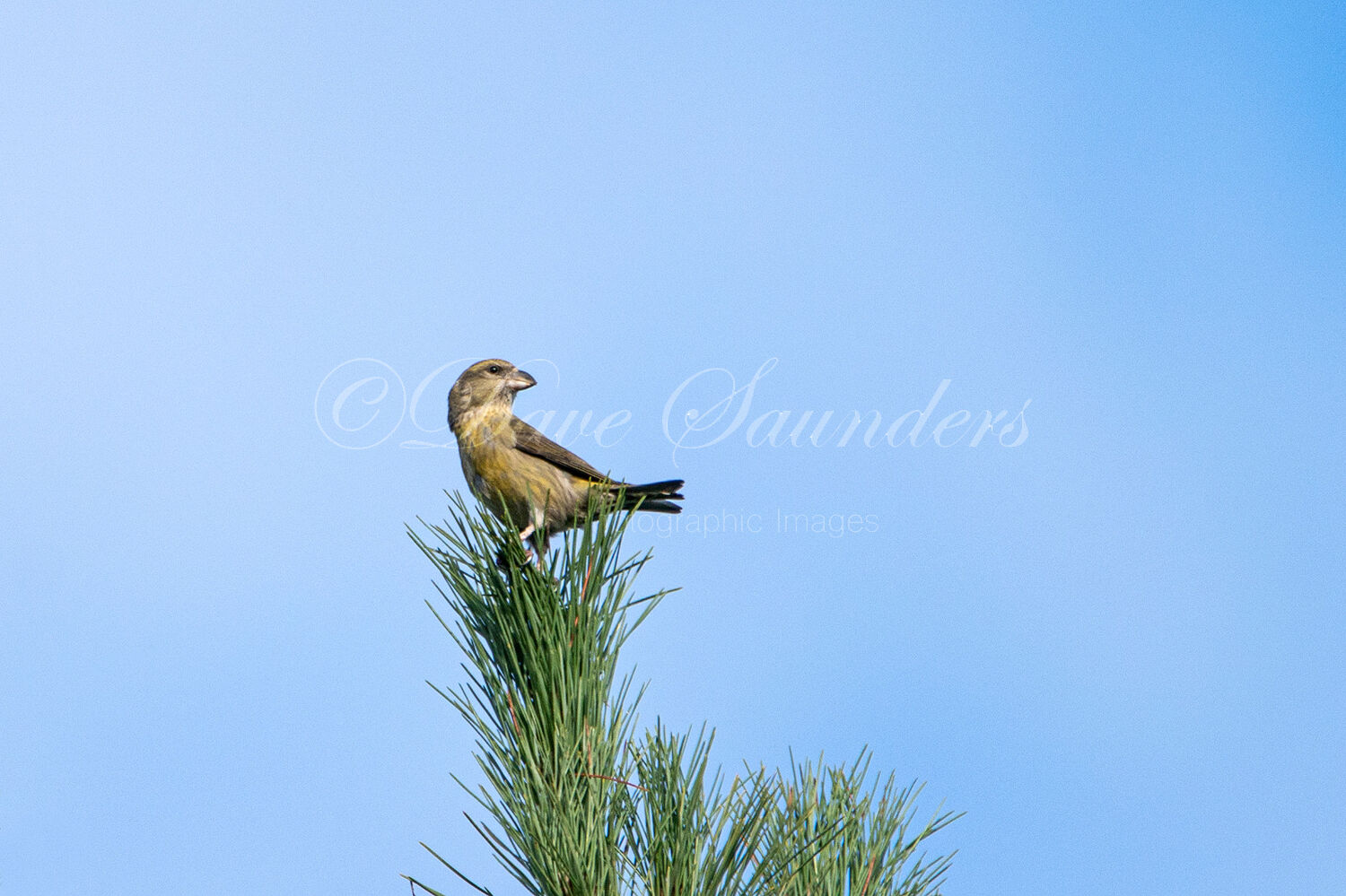 Crossbill (Female)
