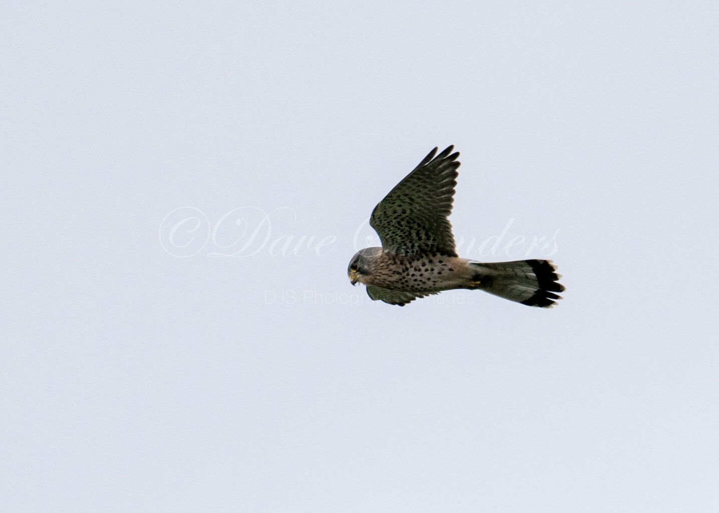 Kestrel in flight