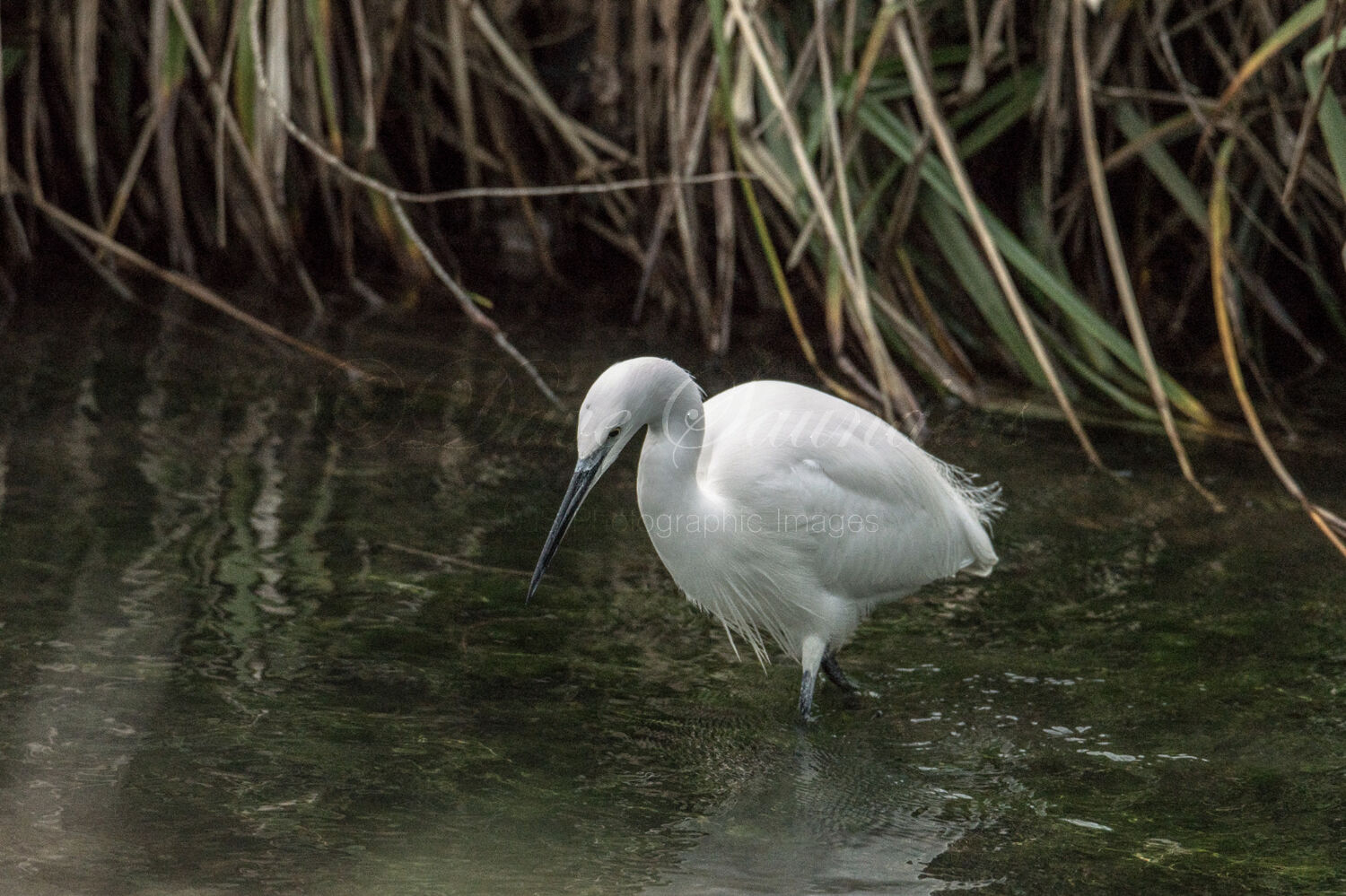 Little Egret