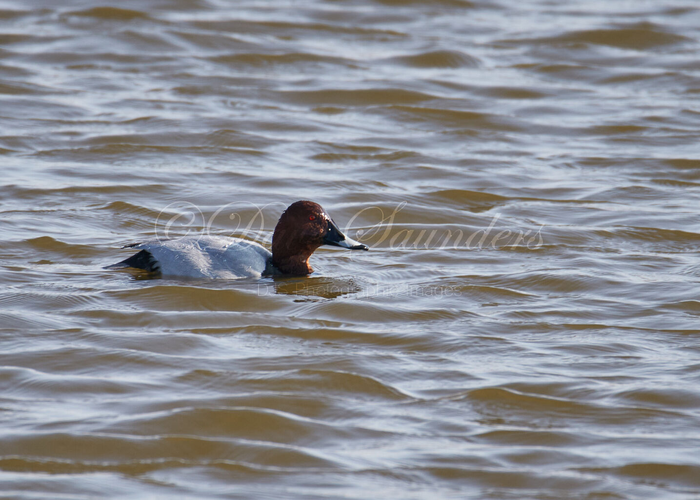 Pochard (Male)