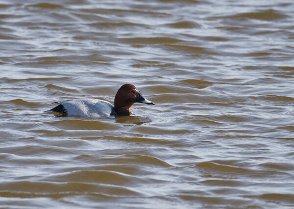 Pochard (Male)