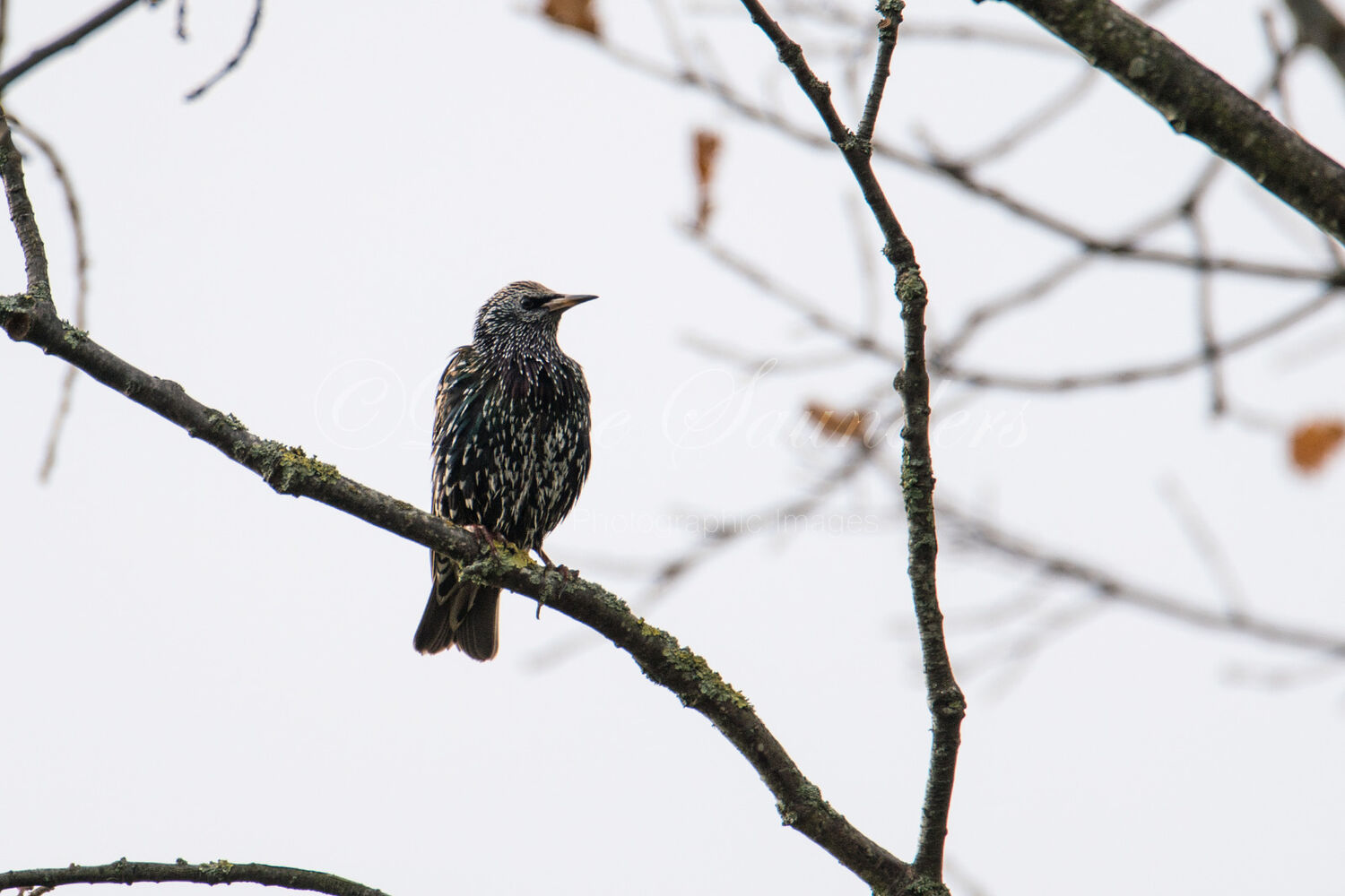 Starling (Winter Plumage)