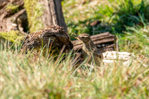 Woodlark