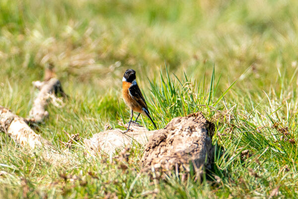 Stonechat (Male)