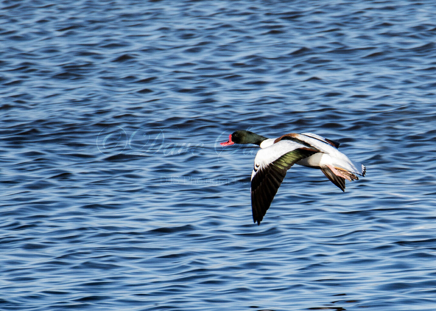 Shelduck in flight
