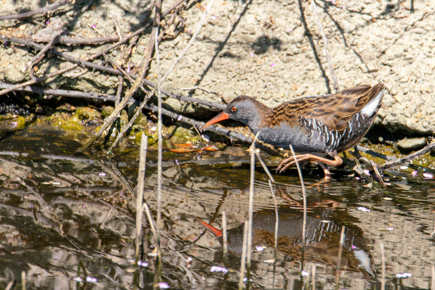 Water Rail