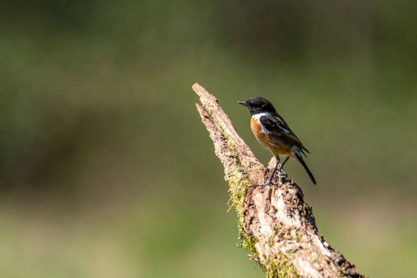 Male Stonechat
