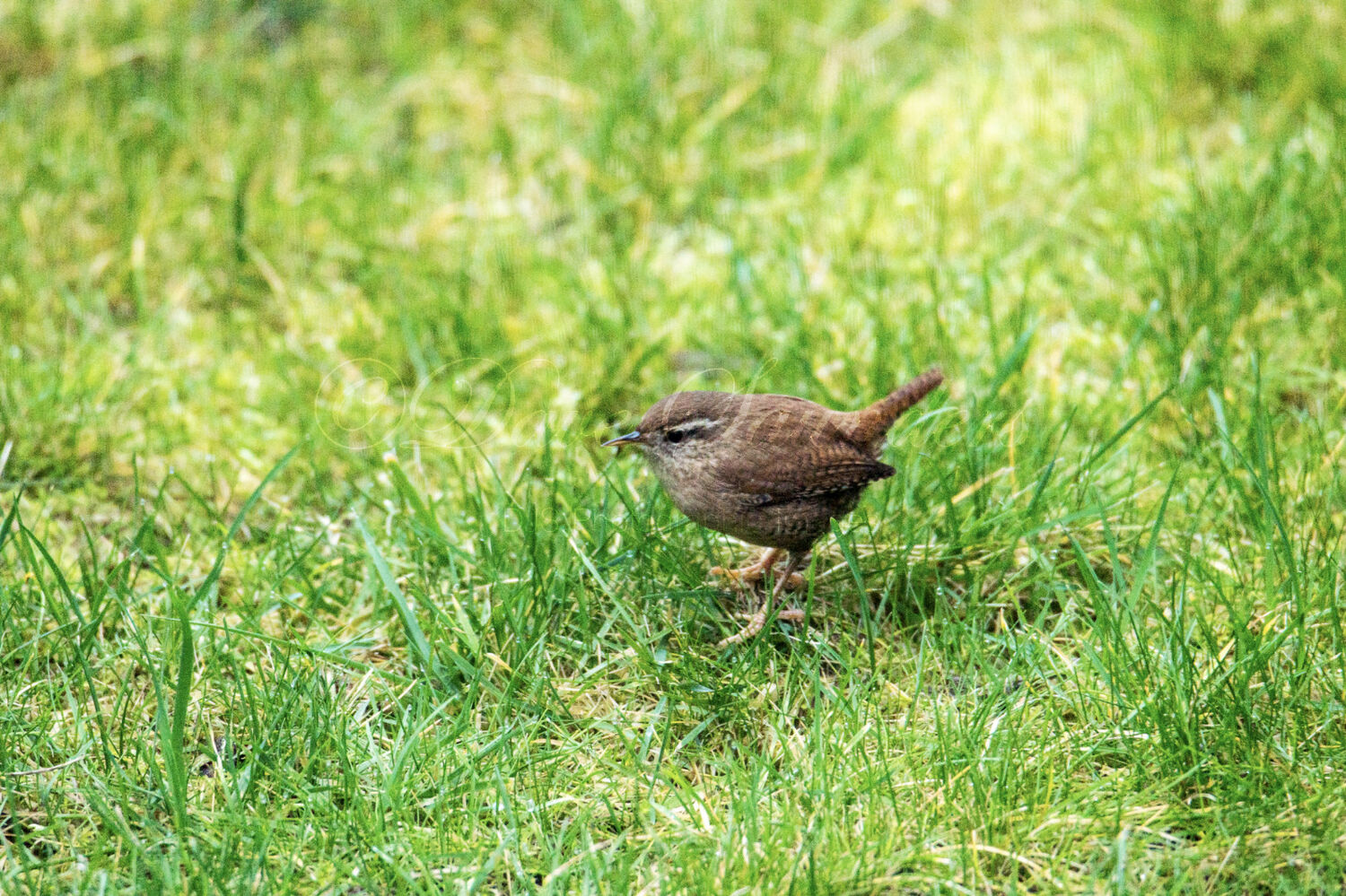 Wren