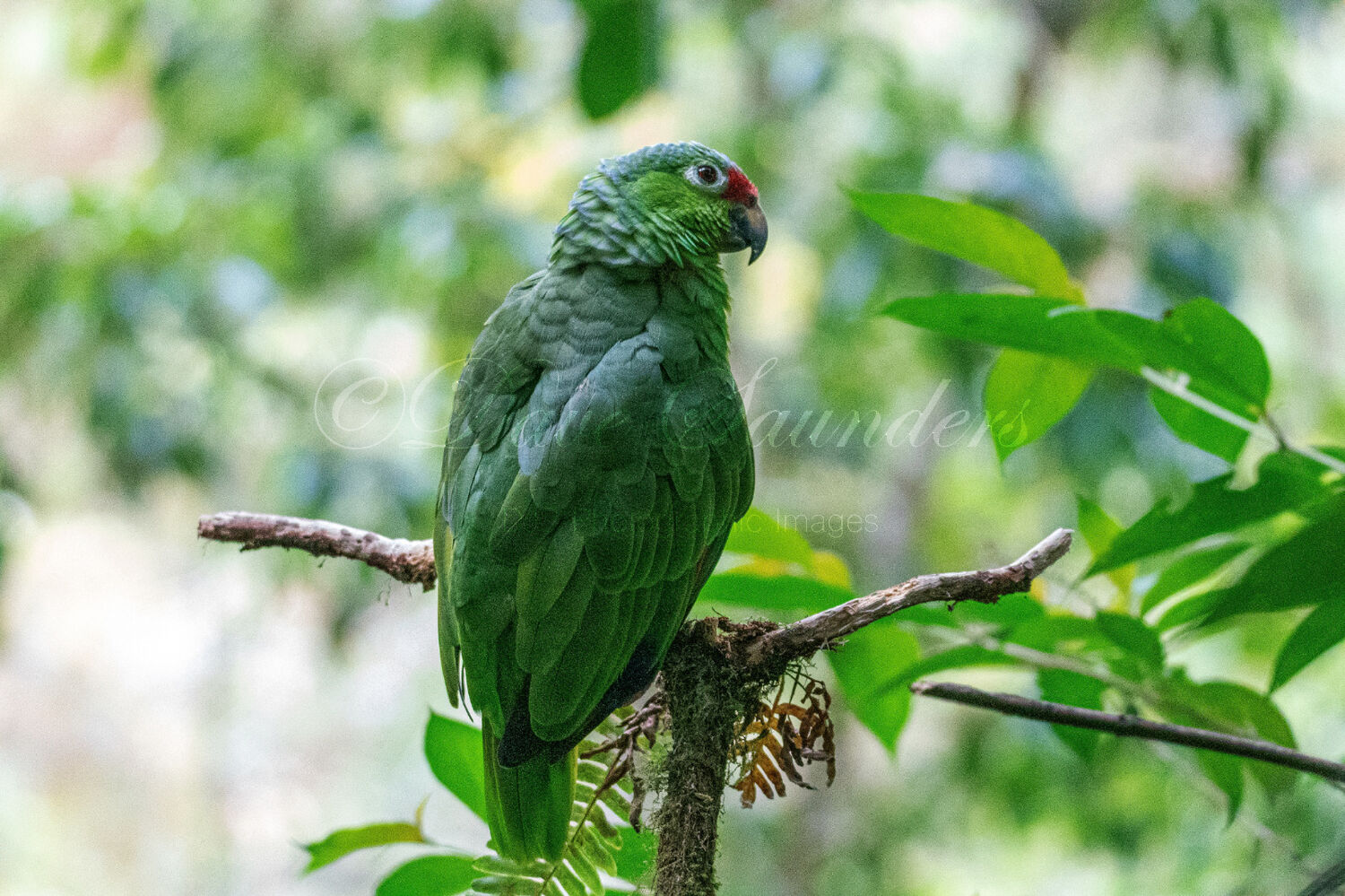 Red-lored Parrot