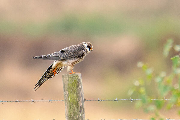 Red-footed Falcon Red-footed Falcon (Juvenile)
