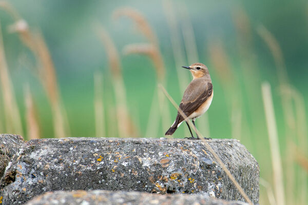 Wheatear (Female)