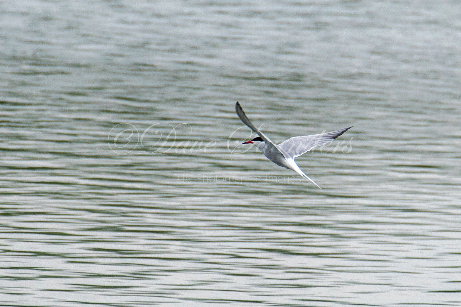 Common Tern in flight