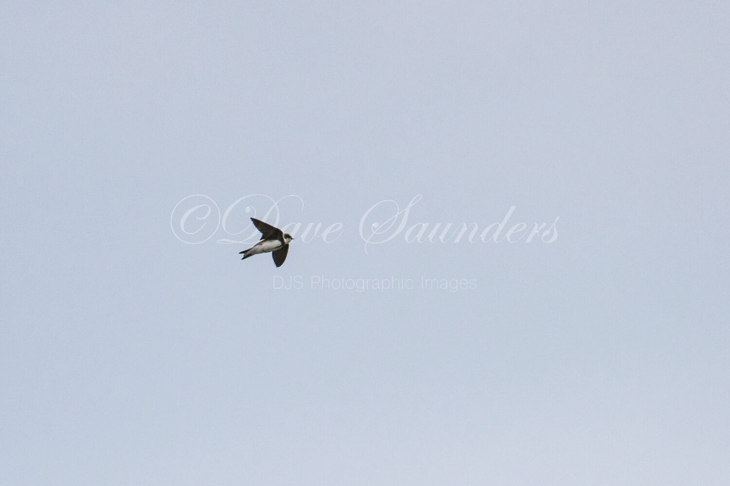 Sand Martin