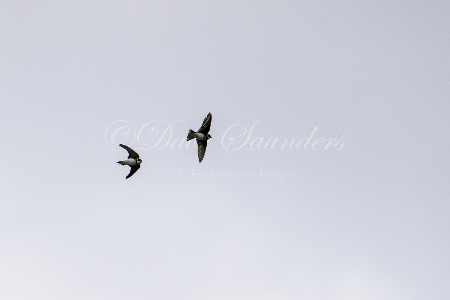 Sand Martins