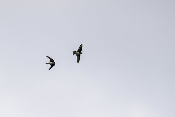 Sand Martins