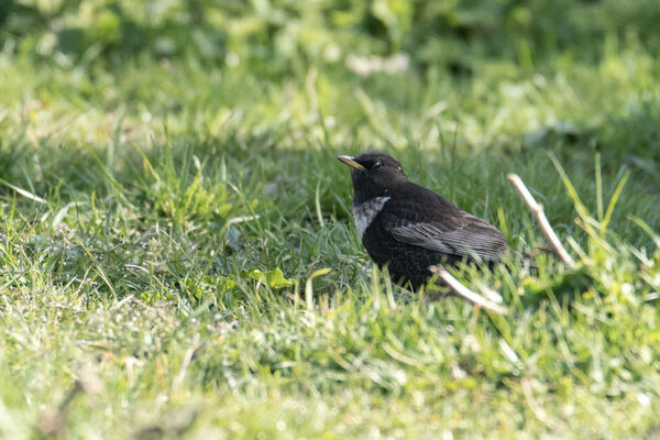 Ring Ouzel