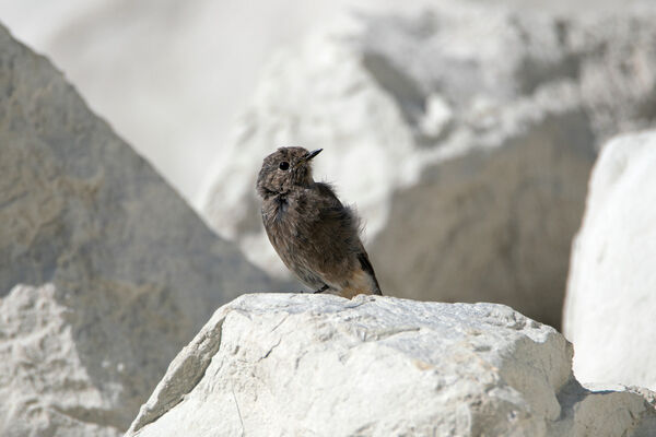 Black Redstart (Juvenile)