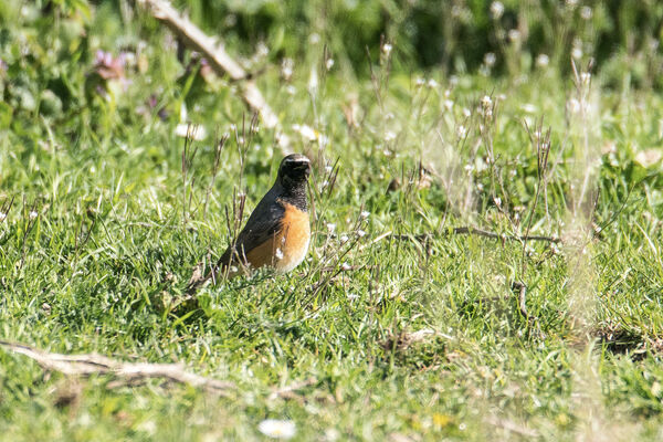 Redstart