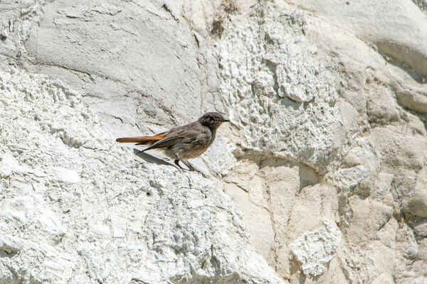 Black Redstart (Male)