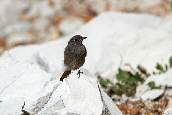Black Redstart (Female)