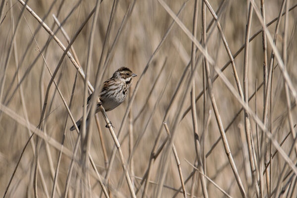 Reed Bunting (Female)