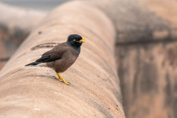 Common Myna