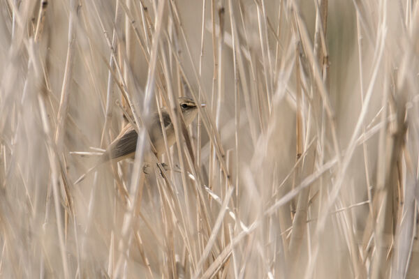Reed Warbler
